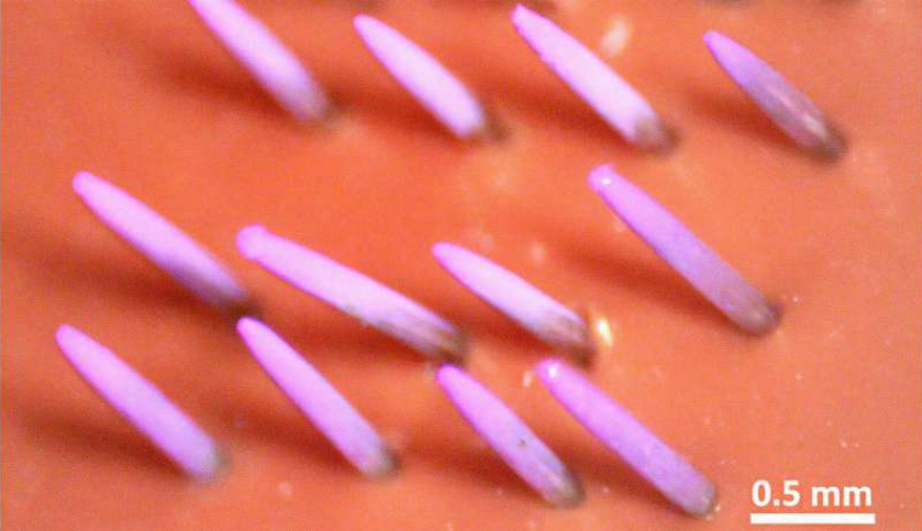 Dyed DNA vaccine coated on a microneedle array by efficient electrospray deposition. Source: Sarah H. Park/Rutgers School of Engineering