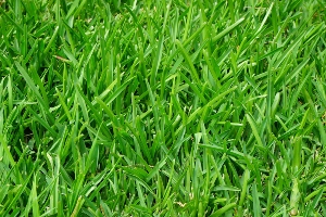 Researchers successfully produced hydrogen gas from a catalyst, light and fescue grass. Image credit: Pixabay.