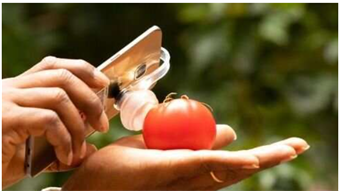 Device detects fresh food ripeness, spoilage