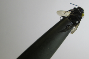 A bee on a Pitot tube. Source: University of Bristol