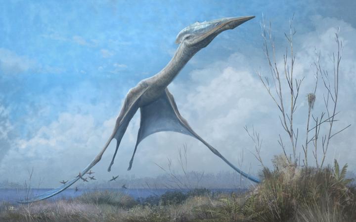 Reconstruction of the giant pterosaur Hatzegopteryx launching into the air, just after the forelimbs have left the ground. Source: Mark Witton