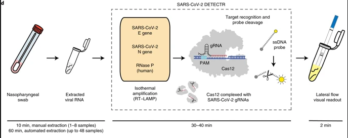 Schematic of SARS-CoV-2 DETECTR workflow. Source: James P. Broughton et al.