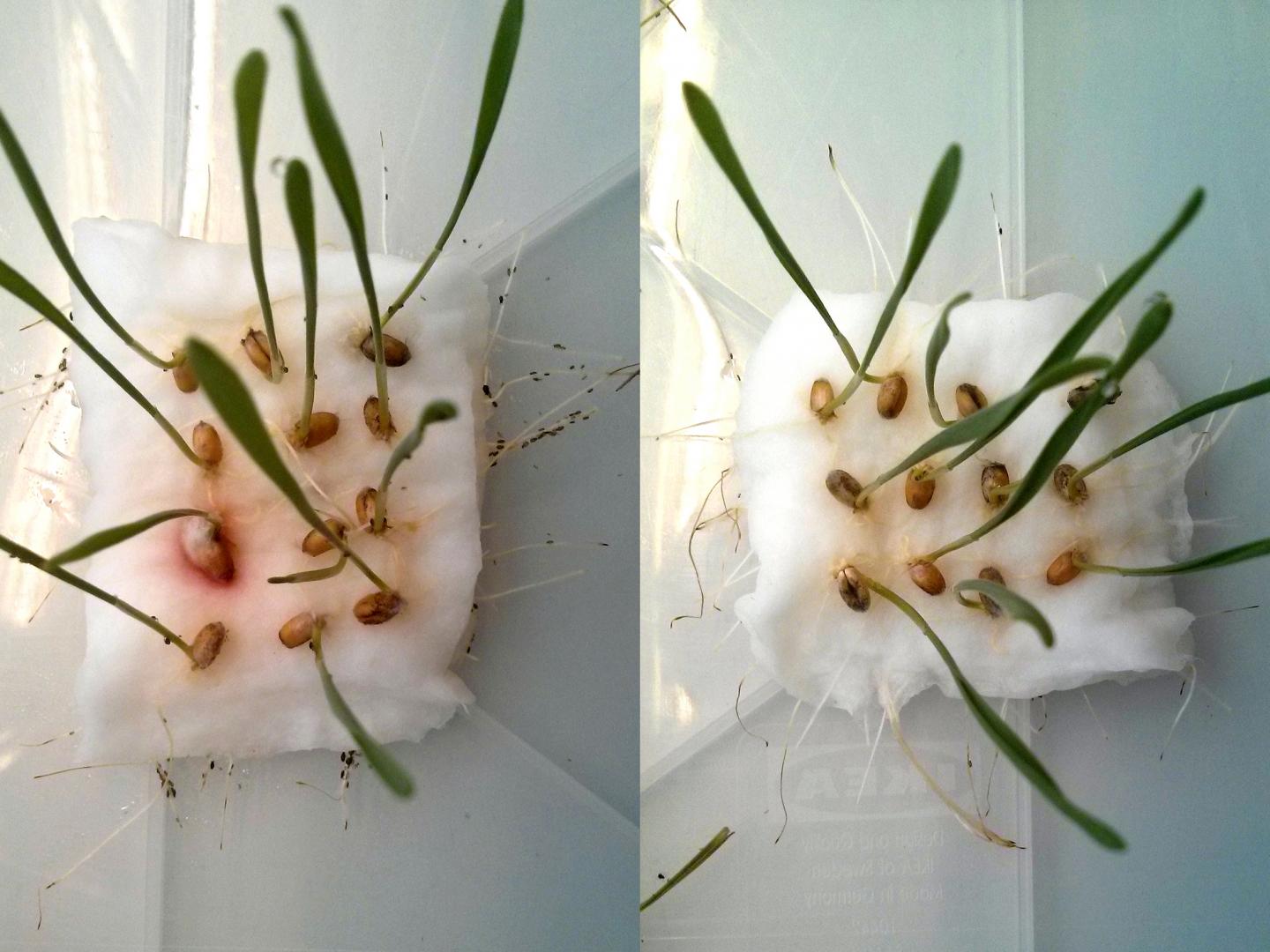 A team from the Technical University of Munich (TUM) has developed a biodegradable agent that keeps pests at bay without poisoning them. Like mosquito repellent used by bathers in the summer, biotechnologically produced cembratrienol deters voracious insects. If aphids have the choice between wheat seedlings with (right) and without CBT-ol treatment (left), they avoid the treated seedlings. Source: Wolfgang Mischko / TUM