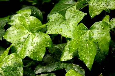 The bioinspired membrane mimics a leaf's processes of photosynthesis and transpiration. Image credit: Morguefile.