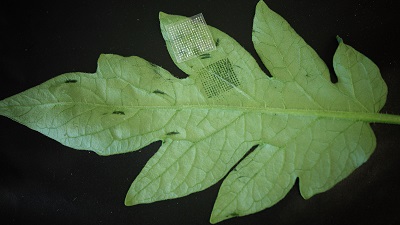 The disposable patch collects plant pathogen DNA. Source: North Carolina State University