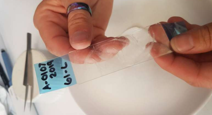 Easylift tape used int he collection of microplastics. Source: University of Staffordhshire