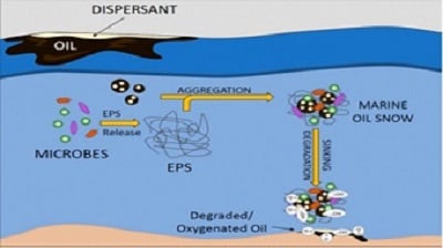 Marine snow contributes to the dispersion of released petroleum and dispersants to deep-sea ecosystems. Source: A. Wozniak et al/ACS