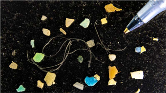 New seaweed-inspired approach removes ocean microplastics regardless of size