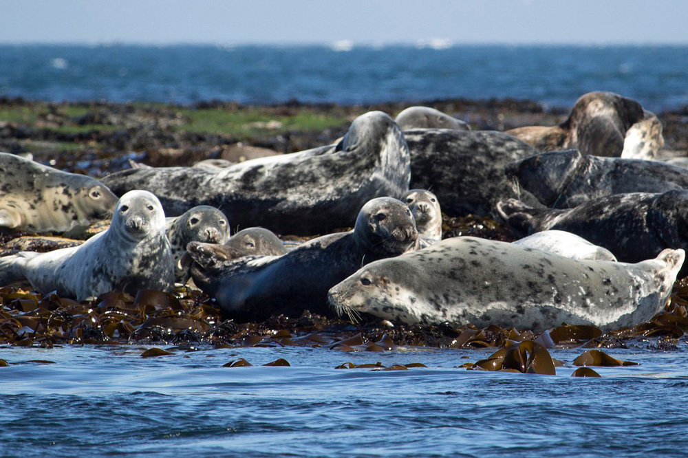 Grey seals have been found to consume microplastics via trophic transfer. Source: Plymouth Marine Laboratory