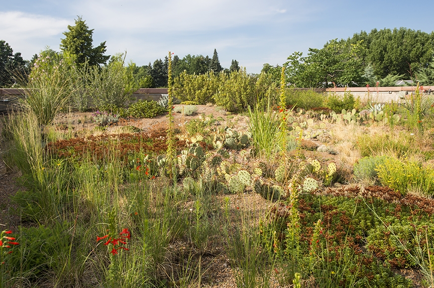 Denver S Green Roof Initiative What Building Owners Need To Know