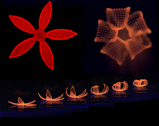 This series of images shows the transformation of a 4D-printed hydrogel composite structure after its submersion in water. Image source: Wyss Institute 