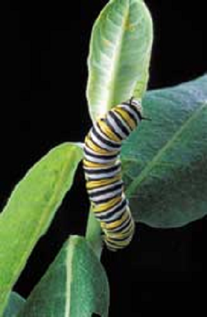 The toxicity of Bt corn to monarch caterpillars is negligible and exposure under field conditions is low. Source: USDA