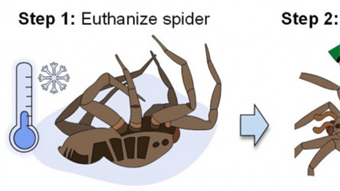 Watch these dead spider legs become reanimated