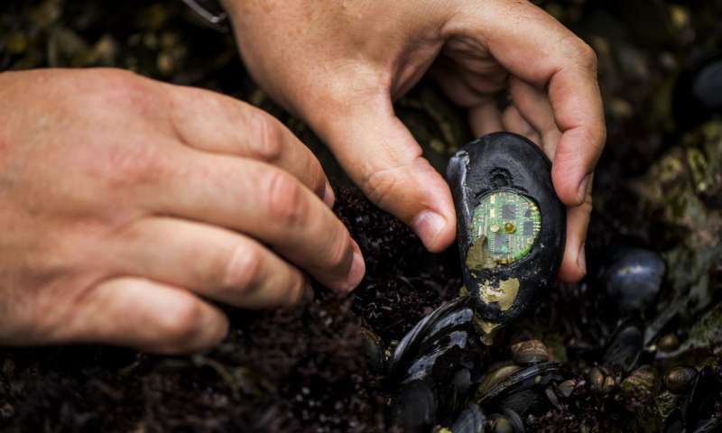 Brian Helmuth, professor of environmental science and public policy, and Francis Choi, senior lab technician, work in the intertidal zone by the Marine Science Center in Nahant, Massachusetts. Source: Adam Glanzman/Northeastern University