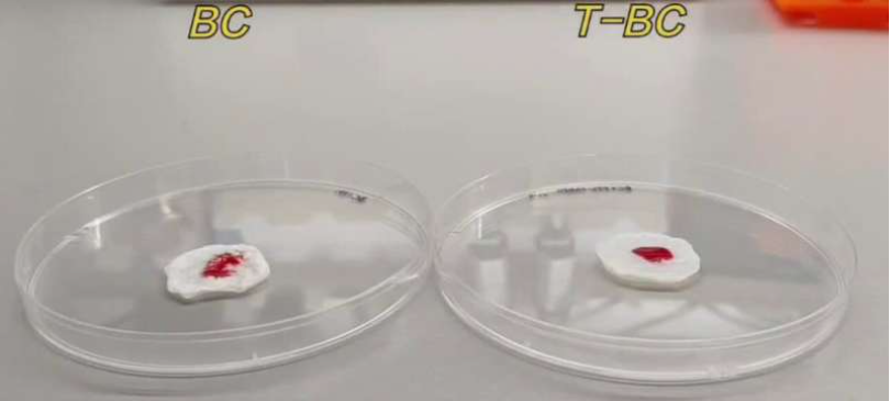 In vitro coagulation performance of BC and T-BC dressings observed 1 minute after blood application. Source: Advanced Materials. DOI: 10.1002/adma.202420338