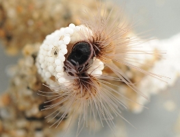 Sandcastle worms serve as inspiration for wet glue. Image credit: Fred Hayes.