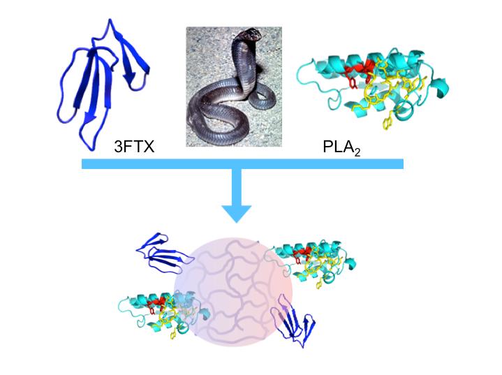 Nanoparticles Stop Snake Venom from Spreading in Bite Victims