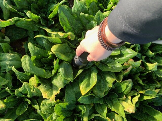 NIRS analysis of spinach plants directly in the field. Source: Universidad de C&oacute;rdoba