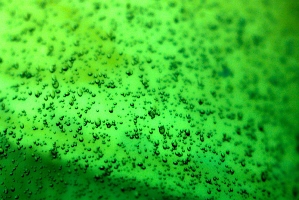 Carbon dioxide speeds microalgae growth, but must be contamination-free or the algae will die. Image credit: Pixabay.