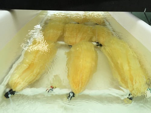 The acrylic fibers that are used to collect yellowcake from the ocean. Source: PNNL