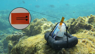 The salinity sensor was tested in the Red Sea. Source: Nathan R. Geraldi, KAUST