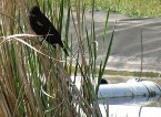 A red-winged blackbird on the one of the floating treatment wetlands.
