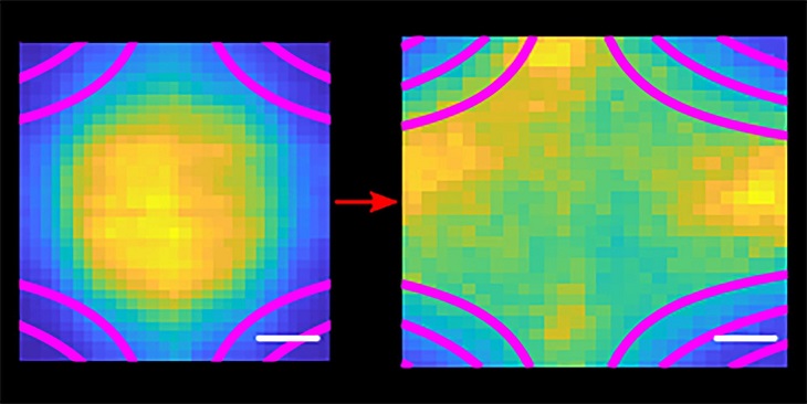 Images produced by laser-induced fluorescence show how a rapidly expanding cloud of ultracold plasma (yellow and gold) behaves when confined by a quadrupole magnet. Ultracold plasmas are created in the center of the chamber (left) and expand rapidly, typically dissipating in a few thousandths of a second. Source: T. Killian/Rice University