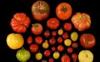 Researchers subjected many tomato varieties to consumer panel evaluations. 