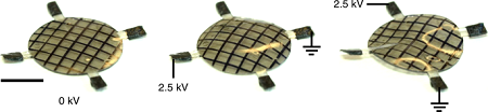 An initially flat thin circular sheet of elastomer (left) morphs into a dome shape (middle) and saddle shape (right), based on which sets of electrodes are addressed, illustrating a simple example of electrode-addressable reconfigurability. The contours of reflected light highlight the local curvatures. Source: Harvard University