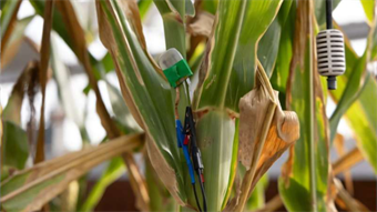 Smart sensor gives peanuts a powerful new defense against fungus