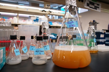 Researchers use engineered bacteria created in the lab to produce green chemicals. Credit: University of Minnesota