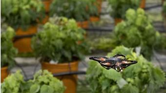 Moth control drone can kill pests without spraying