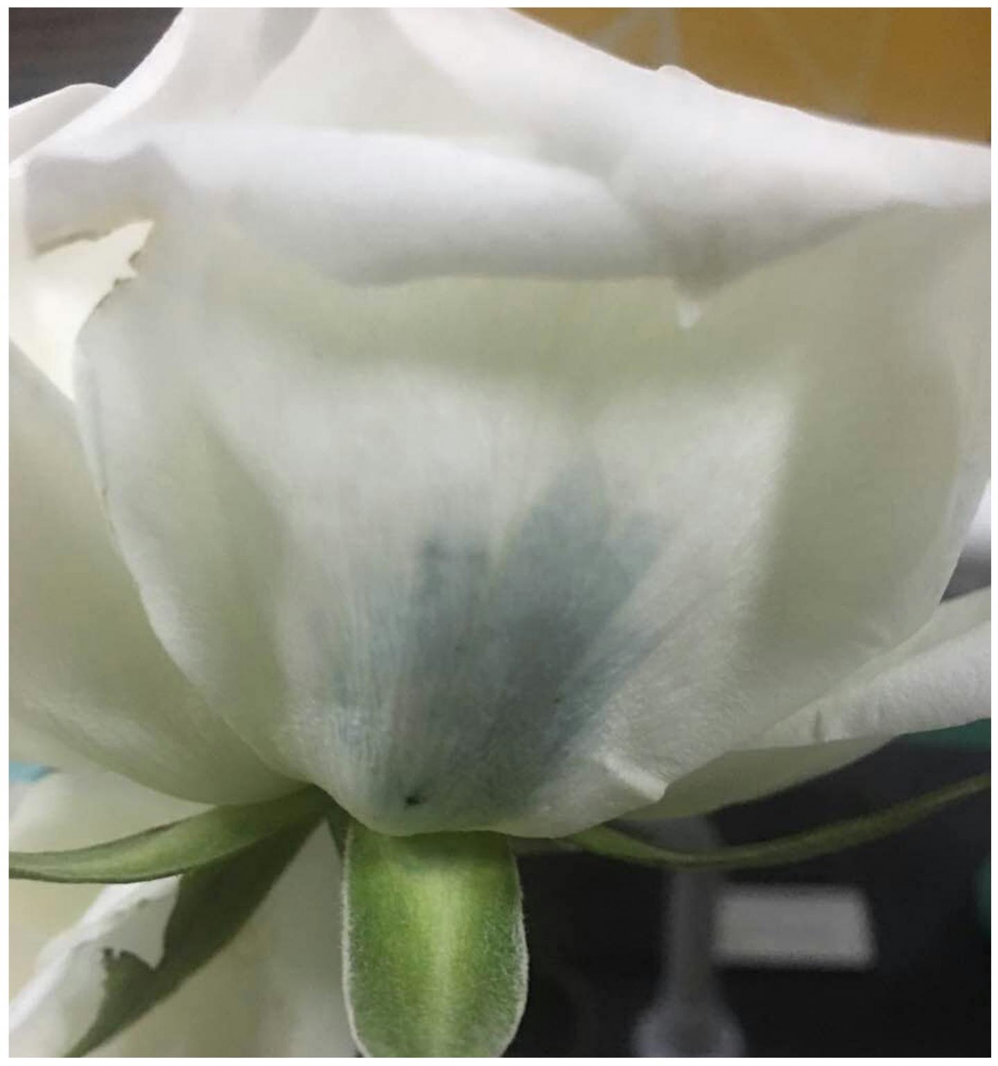 By expressing bacterial genes, white rose petals can take on a blue hue. Source: American Chemical Society