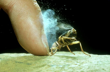 A bombardier beetle being defensive. Source: Swedish Biomimetics 3000