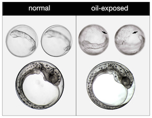 Oil droplets on haddock eggshells; areas with higher concentrations of dispersed oil droplets are indicated by arrows. Image credit: NOAA Fisheries.