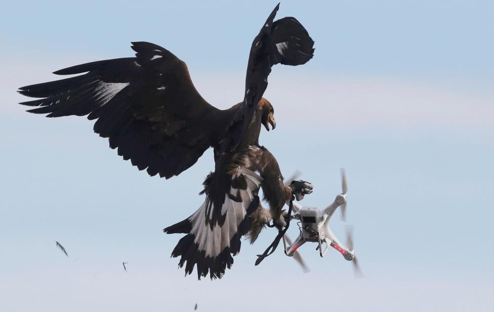 Eagle attacking a drone. Source: REUTERS/Regis Duvignau