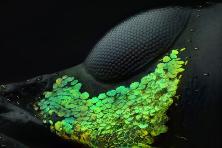 Eye of a Metapocyrtus subquadrulifer beetle. Source: Yousef Al Habshi