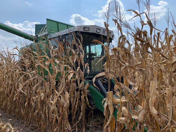 Author Richard "Cam" Kenimer harvesting the University of Kentucky corn hybrid trials. Source: APS