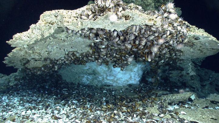 Gas hydrates, shown here on the Gulf of Mexico floor, are an ice-like material that form naturally under extreme pressure in low temperature environments where water is abundant.  Credit: NOAA