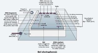A typical gel electrophoresis apparatus.  Image credit: Western Australia Department of Training and Workforce Development
