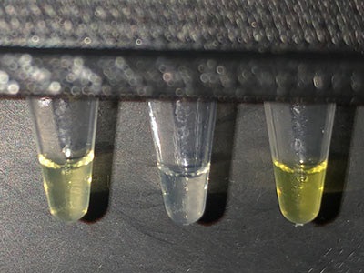 The assay turns the water yellow after two hours if elevated fluoride concentrations are present. Source: Northwestern University