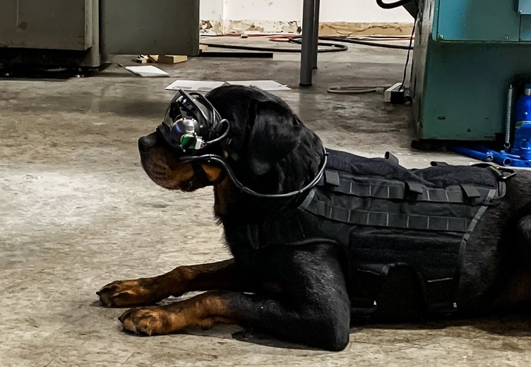 Augmented reality for military dogs