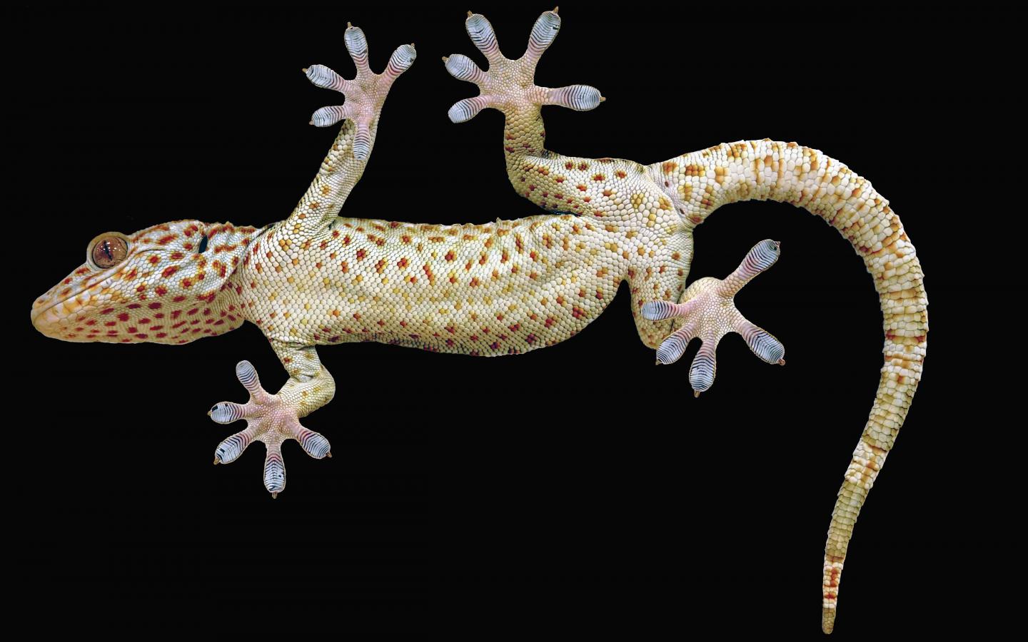The spotted belly of a Tokay gecko used by UC Berkeley biologists to understand how the animal's five sticky toes help it climb on many types of surface. Source: Yi Song