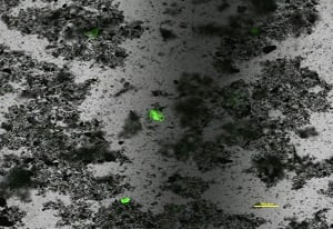 Microplastic particles smaller than 1 millimeter are rendered visible with fluorescent dye. Source: University of Warwick