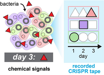 This is the first time CRISPR has been used to record cellular activity and the timing of those events. Source: Wang Lab/Columbia University Medical Center