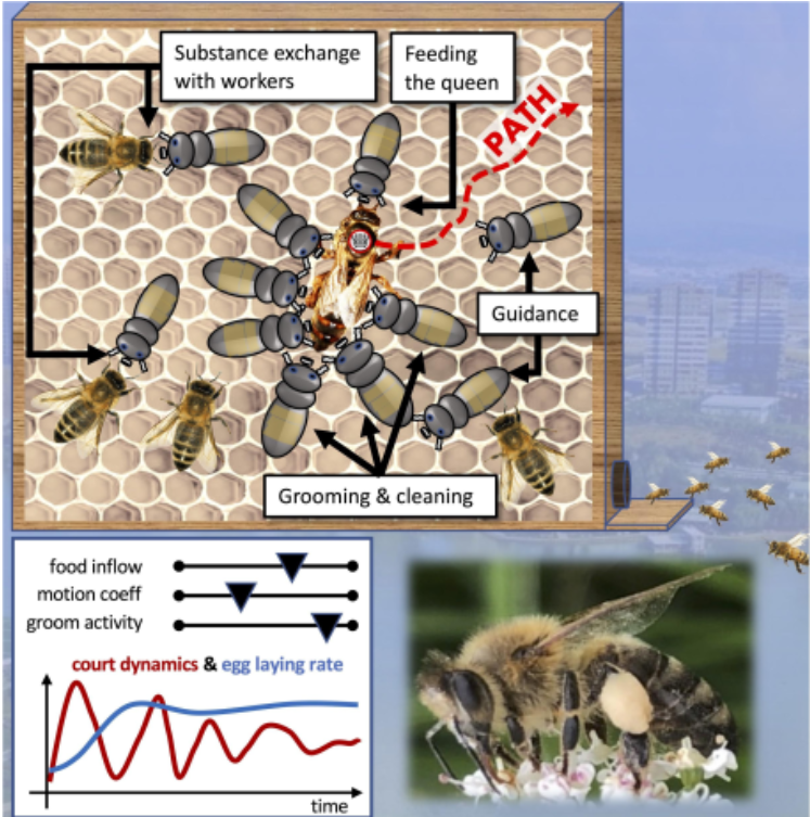 Robotic bees set to groom queen bees GlobalSpec