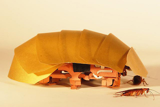CRAM is able to squeeze into and run through crevices half its height. Image credit: Tom Libby/Kaushik Jayaram/Pauline Jennings/PolyPEDAL Lab, UC Berkeley.