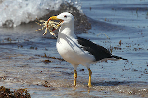 The intertidal zone, washed by seawater at high tide and uncovered at low tide, is home to a large variety of coastal sea life. Image credit: Pixabay.