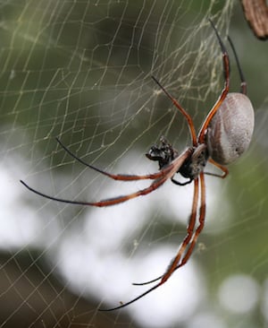 Researchers used the dragline silk of the golden web spider to provide additional magnification to a superlens. Image credit: Toby Hudson, under a Creative Commons Attribution-ShareAlike 3.0 Unported License.