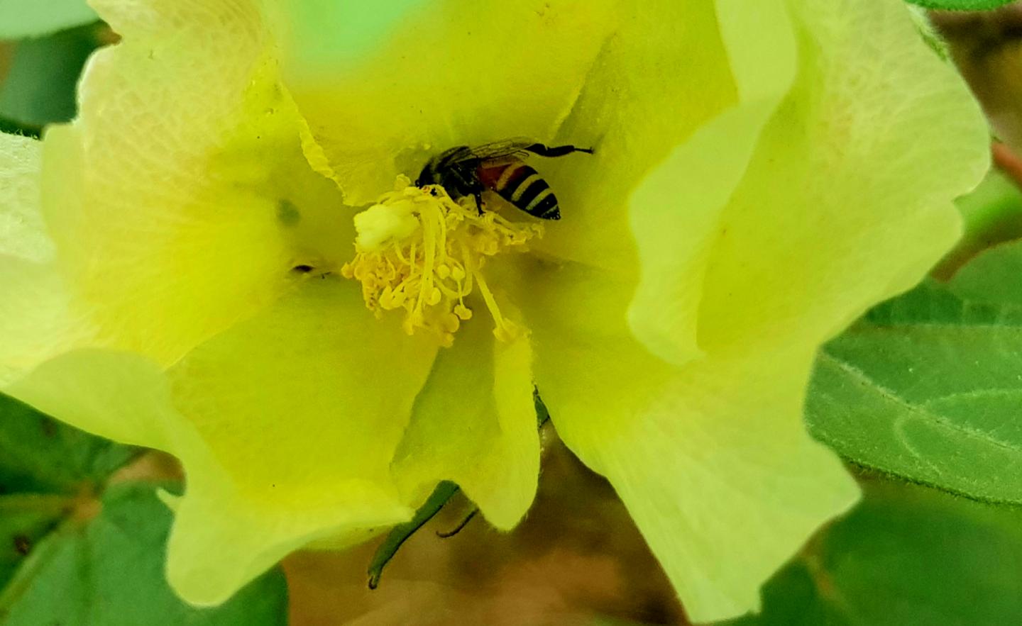 Honeybee on cotton plant. Source: Deepa Senapathi / University of Reading